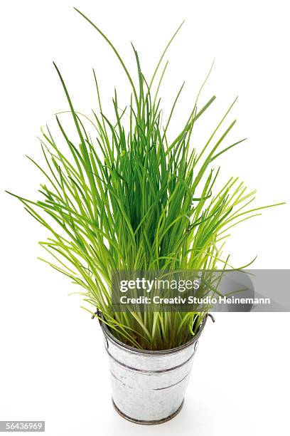 chives in metal pot, elevated view - chive stock pictures, royalty-free photos & images