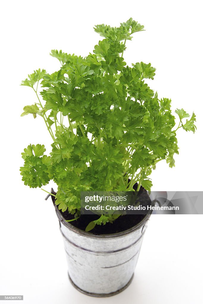 Parsley in metal pot, elevated view