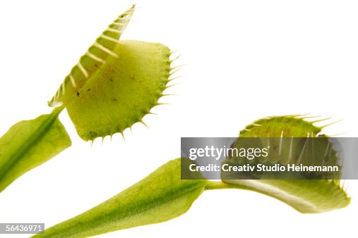 Venus flytrap (Dionaea muscipula) leaf, close-up Venus flytrap (Dionaea muscipula) leaf, close-up