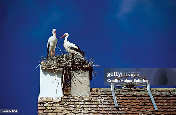 stork nesting on chimney, low angle view - birds nest stockfoto's en -beelden