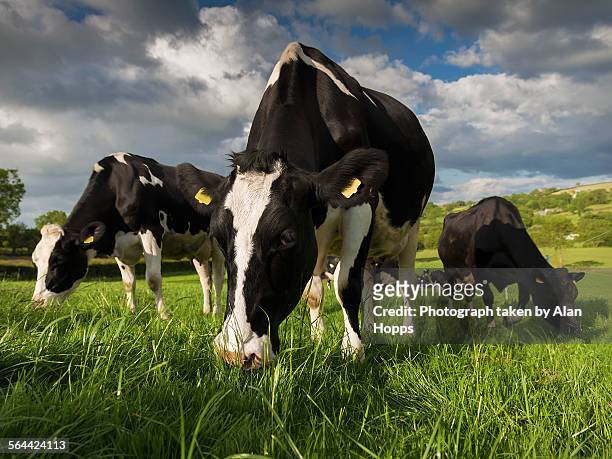 three holstein cows grazing - cows uk stock pictures, royalty-free photos & images