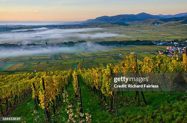 vineyard sunrise - alsace stockfoto's en -beelden