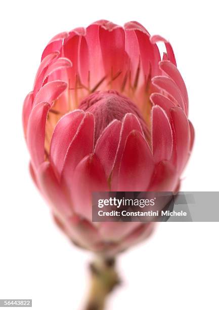 protea flower - protea stock pictures, royalty-free photos & images