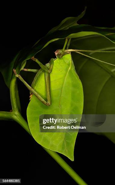 cycloptera speculata - gafanhoto verde norte americano imagens e fotografias de stock