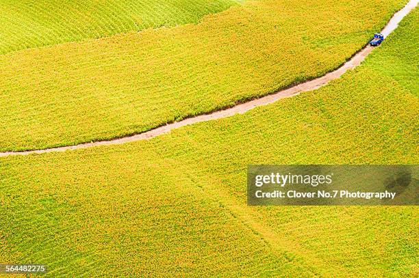 beautiful lily flower farms, like gold. - taiwan landscape stock pictures, royalty-free photos & images