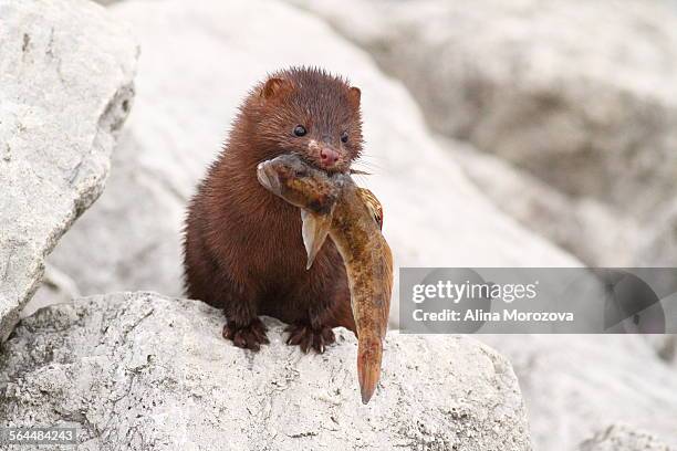lucky fisherman - mink stock pictures, royalty-free photos & images
