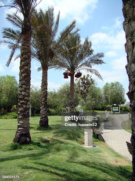 palm red date - hussein52 stock pictures, royalty-free photos & images