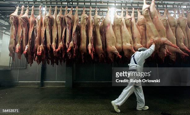 Butcher handles slaughtered pigs at a state of the art slaughterhouse on December 15, 2005 in Mannheim, Germany. Despite the high standards of meat...