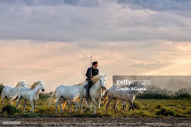 camargue, cowboy and horses - imbrunire stock pictures, royalty-free photos & images