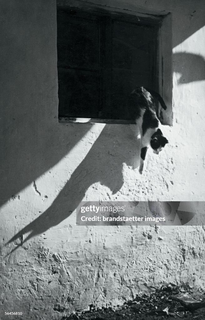 Shadow of a cat