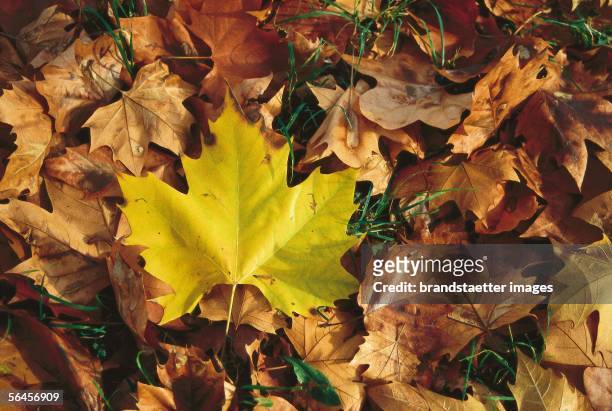 Autumn foliage in a Lower Austrian park. Photography by Gerhard Trumler, around 2000. [Herbstlaub in einem niederoesterreichischen Park. Photographie...