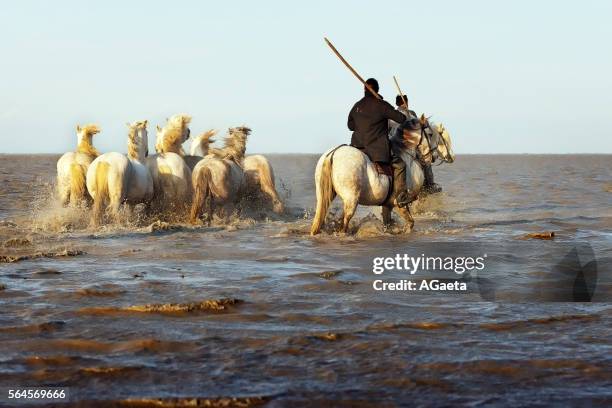 camargue, cowboy and horses - imbrunire stock pictures, royalty-free photos & images