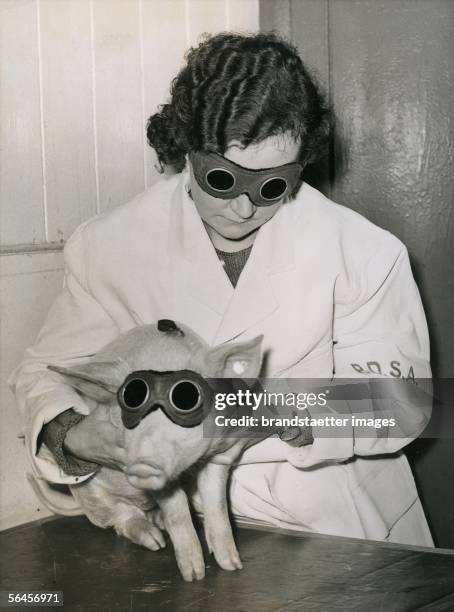 Sunlamp therapy for a pig provided with protective goggles in an animal ambulance in Ilford, London. Photography. About 1935. [Hoehensonne fuer ein...