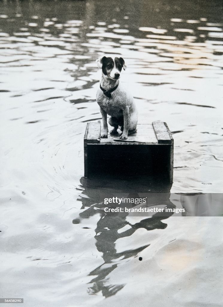 Dog sitting on a wooden box