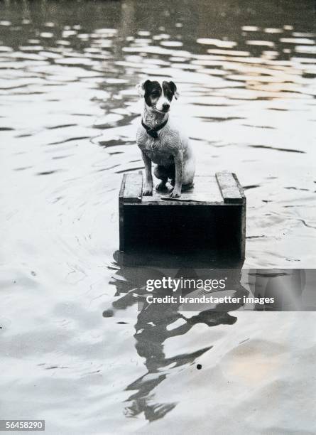 Dog sitting on a wooden box, which saved his life during the floods. Photogaphy, around 1930. [Ein Hund hat sich waehrend einer ueberschwemmung auf...