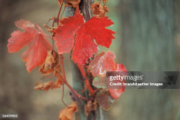 Vine leafin autumn. Lower Austria. Photography. [Weinreben im Herbst. Niederoesterreich. Photographie]