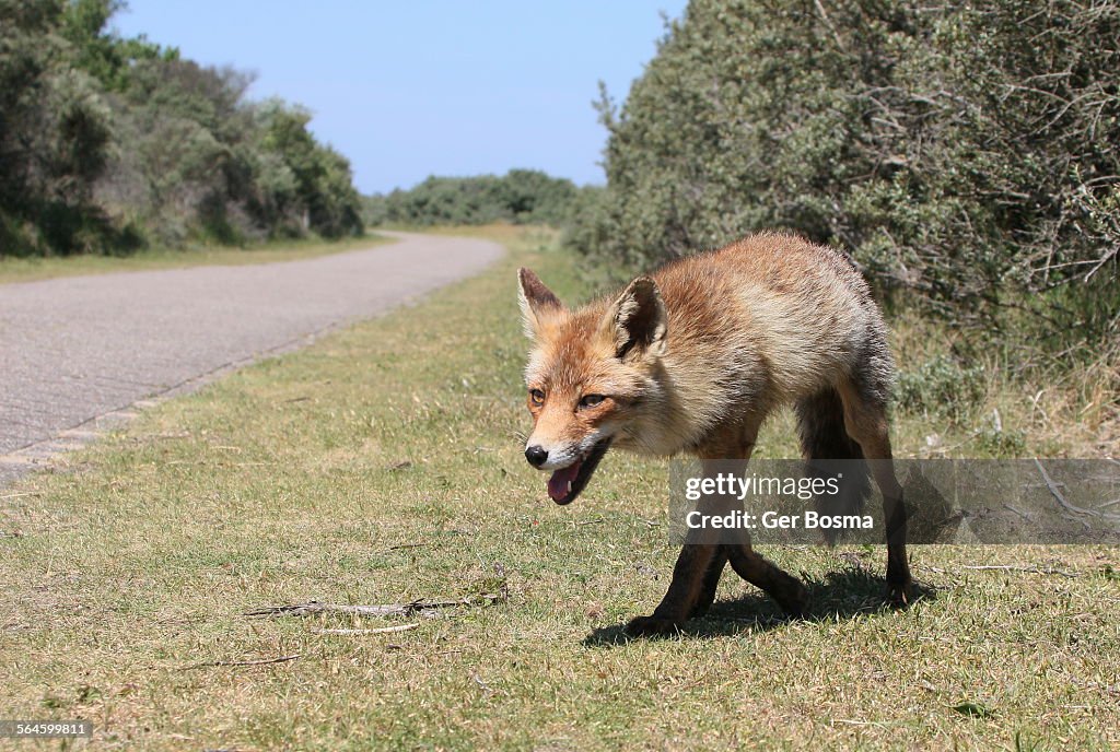 Red Fox Hitting The Road