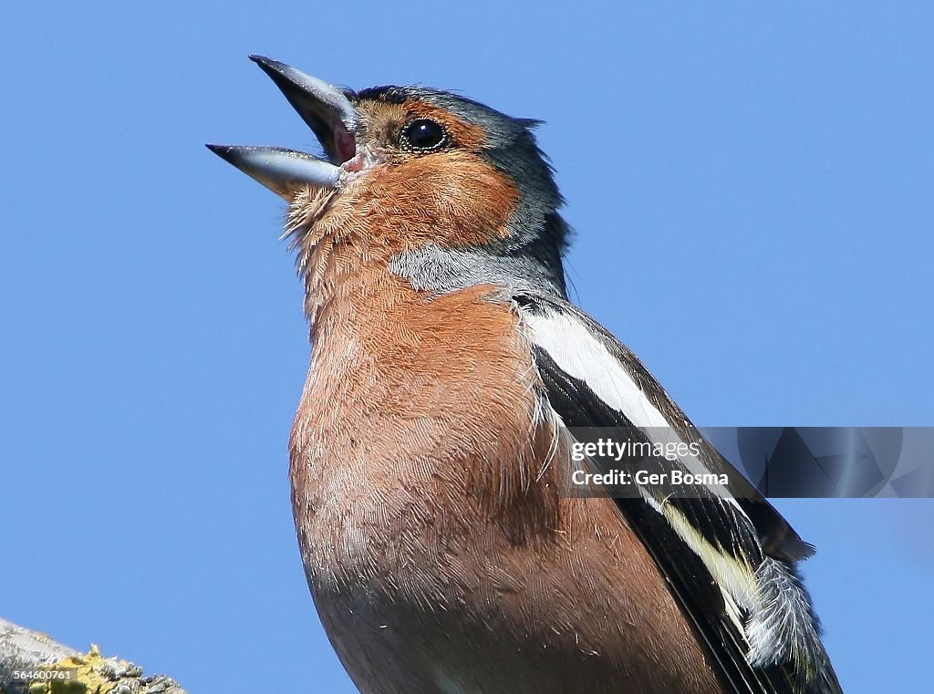 Chaffinch In Song