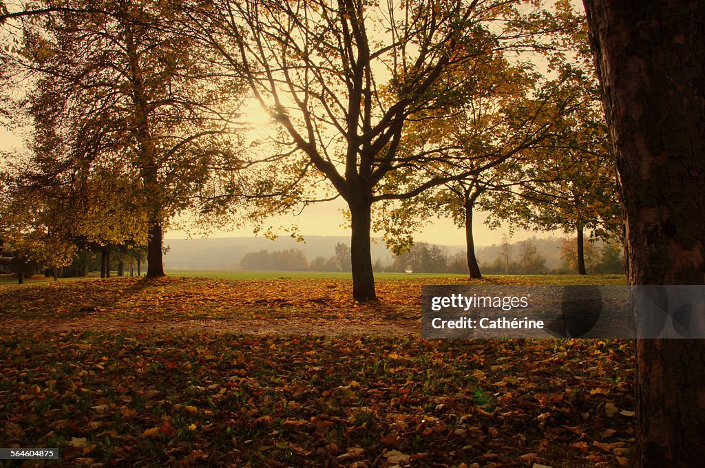 Golden autumn in German park