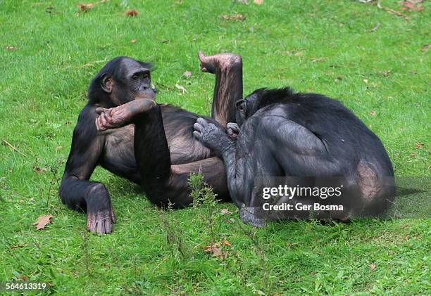 1,657 Bonobo Stock Photos, High-Res Pictures, and Images - Getty
