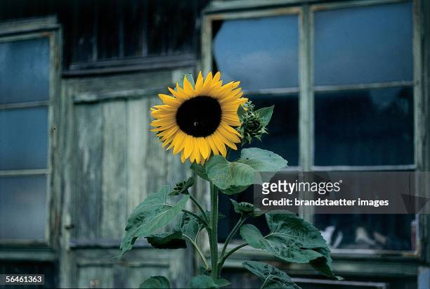 Sunflower in the garden of the Redemptionist Monastery Eggenburg. Lower Austria. Photography.2000. [Sonnenblume im Garten des Redemptoristenklosters...