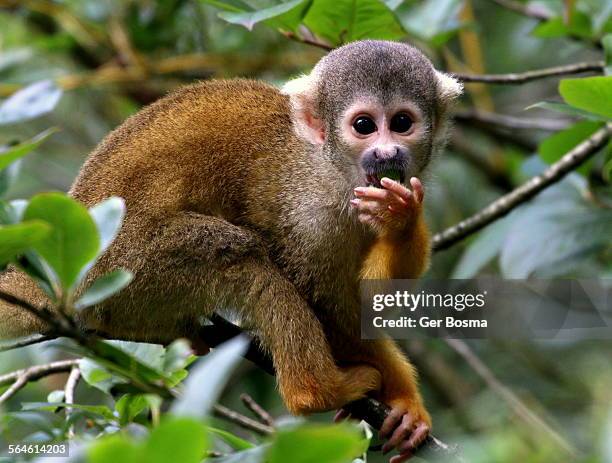 black capped squirrel monkey portrait - amazon rainforest stock pictures, royalty-free photos & images