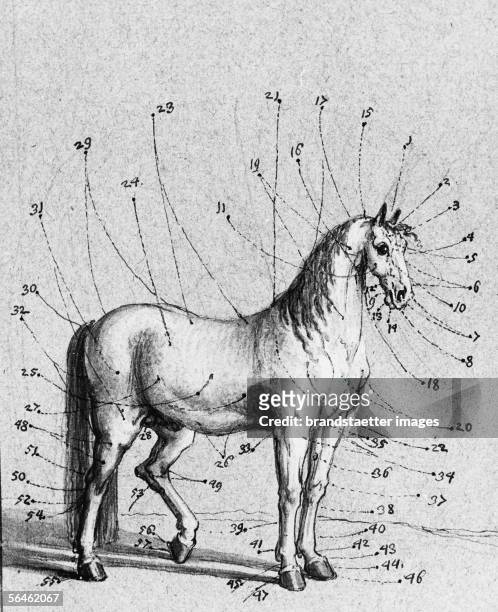 Description of the outer parts of the horse. Drawing: pencil, quill, brush, washed, by Johann Elias Ridinger. About 1750. [Die Benennung der...