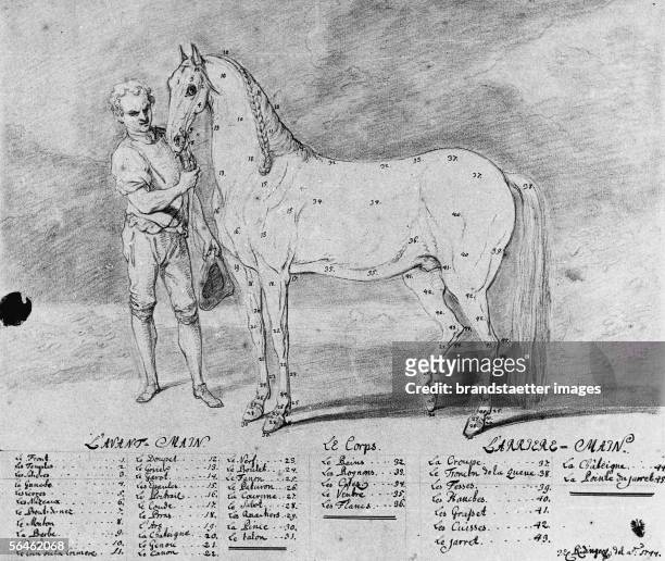 An unflawed horse. Drawing: pencil, washed. By Johann Elias Ridinger. 1744. [Ein Pferd in aller Vollkommenheit. Zeichnung: Bleistift, laviert von...