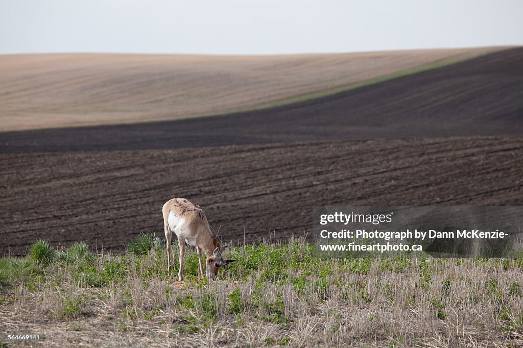 Lone antelope grazing