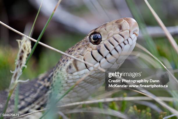 bullsnake in the big muddy - bull snake stock pictures, royalty-free photos & images