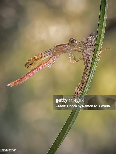 Birth Insect Insect Exoskeleton Photos and Premium High Res Pictures - Getty Images
