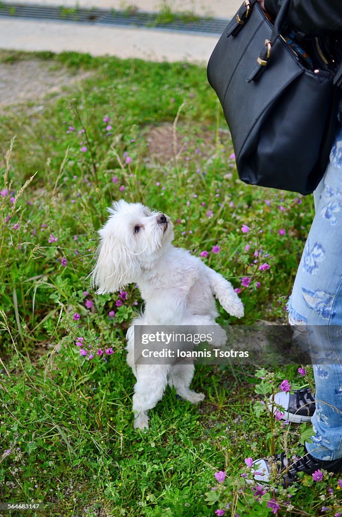 Maltese dog looking for food