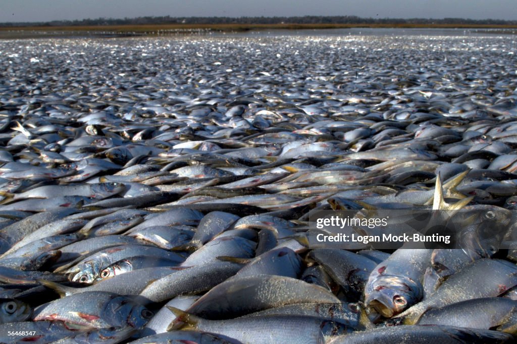 Thousands Of Dead Fish Found On North Carolina Beach