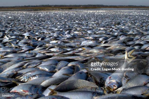 Thousands of dead menhaden fish are seen on the beach on December 19, 2005 in Wrightsville Beach, North Carolina. Environmentalist and the North...