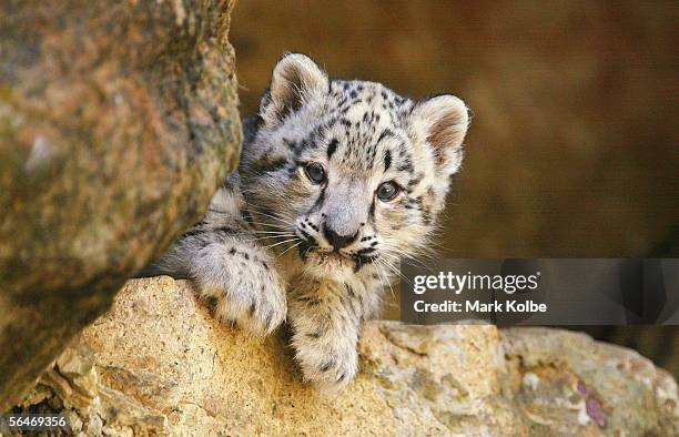 An new twin Snow Leopard cub takes in its surroundings on its first official day on display at Taronga Zoo December 20, 2005 in Sydney, Australia....