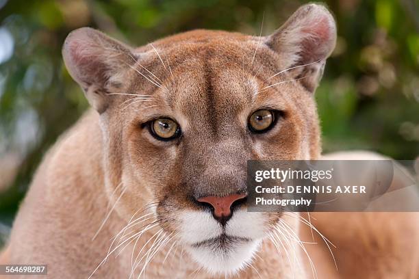 portrait of a female panther - puma felino selvatico foto e immagini stock