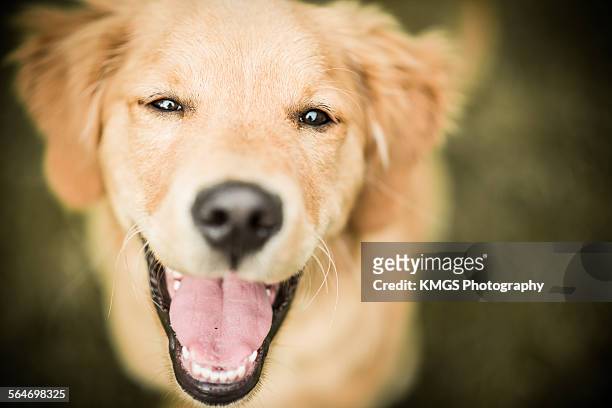 freddy the puppy dog - yellow lab puppies stock pictures, royalty-free photos & images