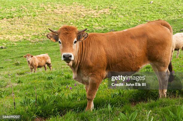 cow with ear tags - bovin photos et images de collection