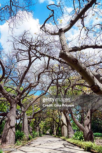 walk with the silk floss trees or ceiba speciosa - ceiba speciosa stock pictures, royalty-free photos & images