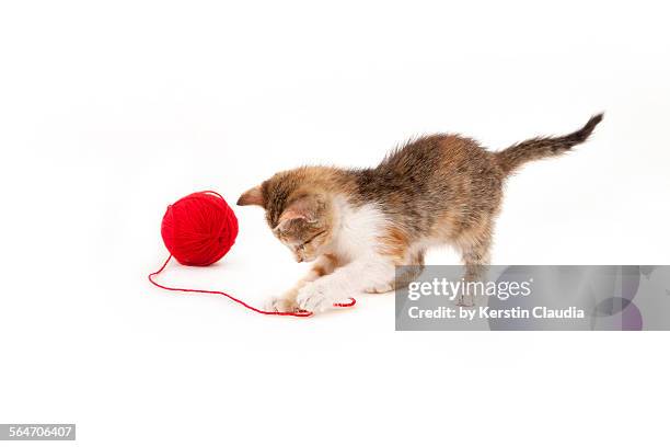 kitten playing with a ball of red wool - ball of wool ストックフォトと画像