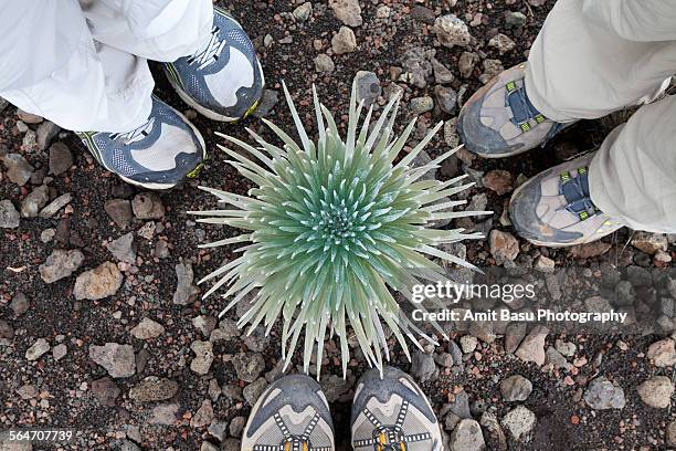 three people around haleakala silversword plant - argyroxiphium sandwicense stock-fotos und bilder