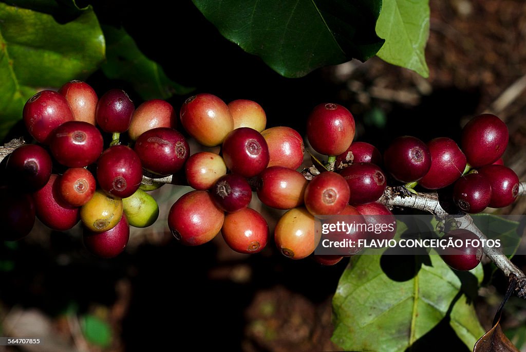 Coffee agriculture