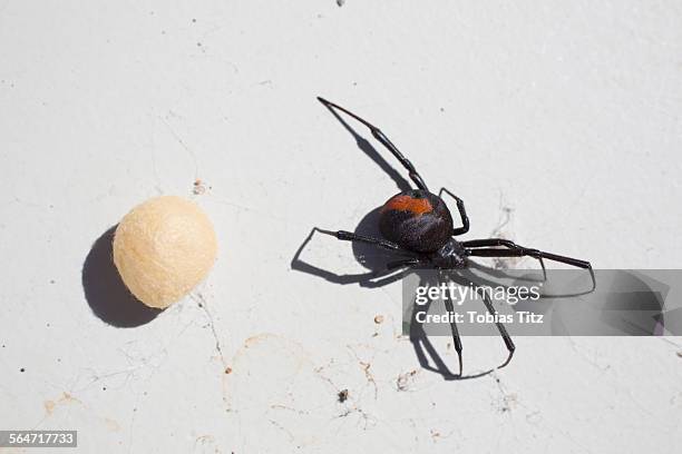 directly above shot of redback spider with cocoon on surface - redback spider stock pictures, royalty-free photos & images