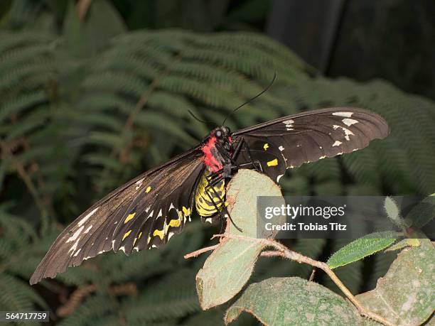 56 Ornithoptera Euphorion Stock Photos, High-Res Pictures, and