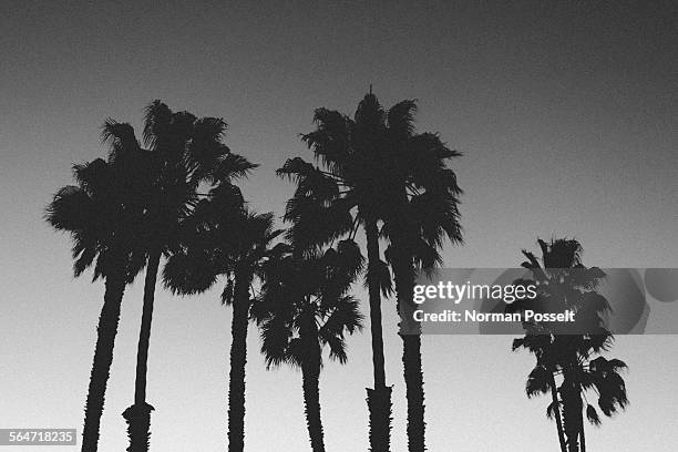 low angle view of silhouette palm trees against clear sky at dusk - low angle view of silhouette palm trees against sky stock-fotos und bilder