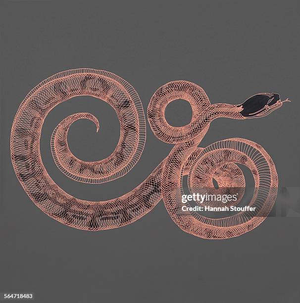 illustrazioni stock, clip art, cartoni animati e icone di tendenza di illustrative image of snake on gray background - animal markings