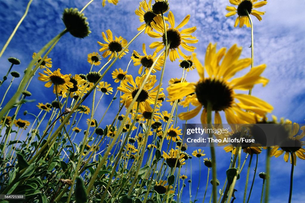 Sunflowers, Death Valley National Park, California