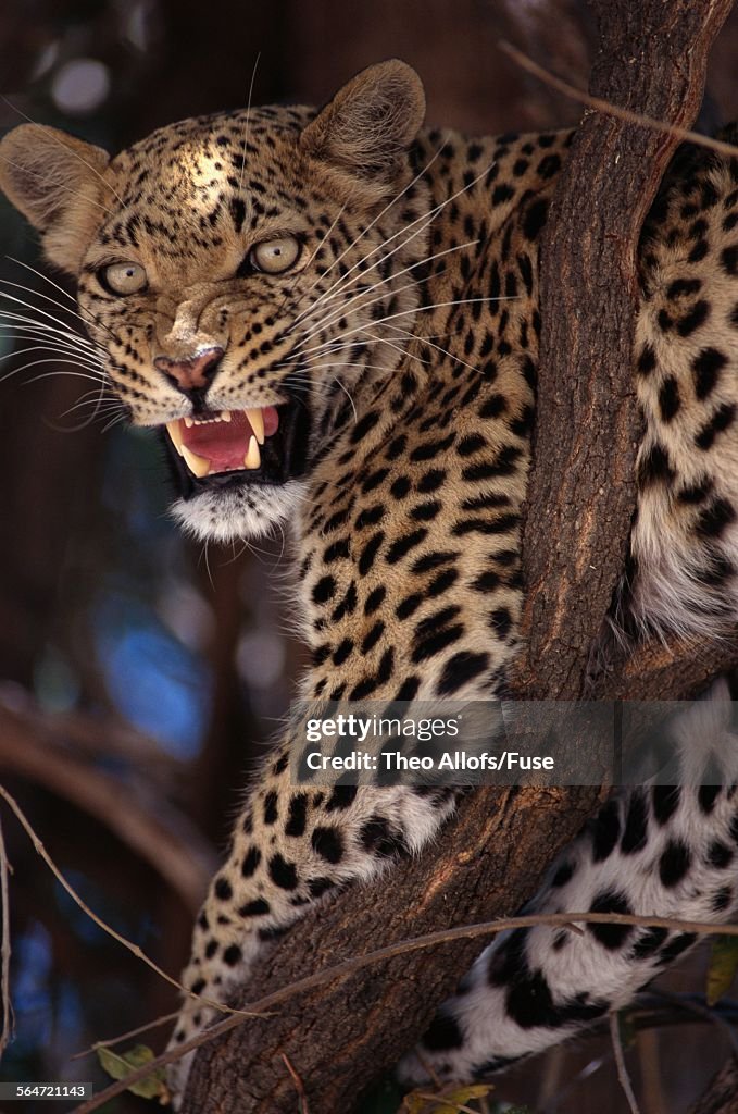 Snarling Leopard in Tree