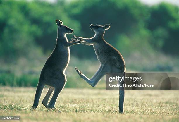 two kangaroos fighting, australia - boxing kangaroo stock pictures, royalty-free photos & images