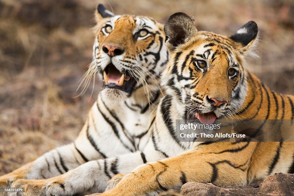 Bengal Tiger With Cub